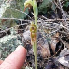 Oligochaetochilus aciculiformis (Needle-point rustyhood) at Kowen, ACT - 1 Oct 2021 by gregbaines