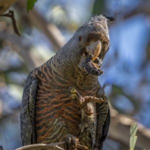 Callocephalon fimbriatum at Watson, ACT - 4 Oct 2021