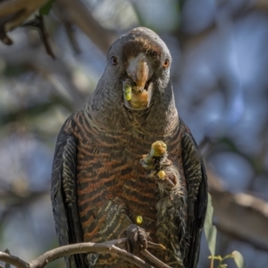 Callocephalon fimbriatum at Watson, ACT - 4 Oct 2021