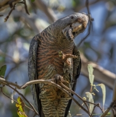 Callocephalon fimbriatum at Watson, ACT - 4 Oct 2021