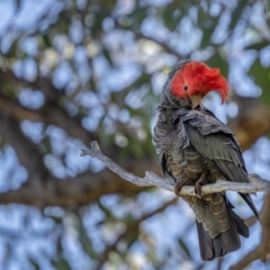 Callocephalon fimbriatum at Watson, ACT - 4 Oct 2021