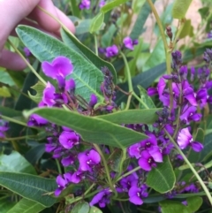 Hardenbergia violacea (False Sarsaparilla) at Hughes, ACT - 5 Oct 2021 by JaceWT