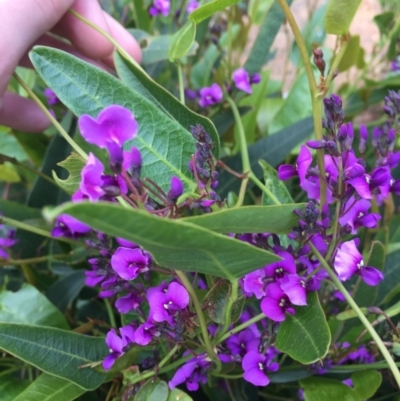 Hardenbergia violacea (False Sarsaparilla) at Hughes Garran Woodland - 5 Oct 2021 by JaceWT