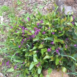 Hardenbergia violacea at Hughes, ACT - 5 Oct 2021 04:10 PM