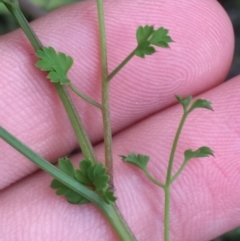 Fumaria muralis subsp. muralis (Wall Fumitory) at Red Hill to Yarralumla Creek - 5 Oct 2021 by JaceWT