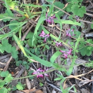 Fumaria muralis subsp. muralis at Hughes, ACT - 5 Oct 2021