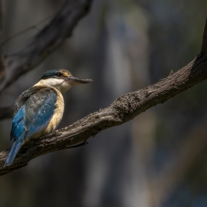 Todiramphus sanctus at Watson, ACT - 4 Oct 2021 11:42 AM