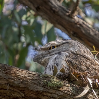 Podargus strigoides (Tawny Frogmouth) at Watson, ACT - 3 Oct 2021 by trevsci