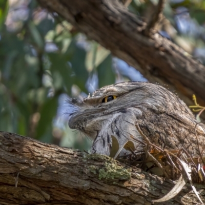 Podargus strigoides (Tawny Frogmouth) at Black Mountain - 3 Oct 2021 by trevsci