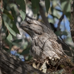 Podargus strigoides at Watson, ACT - 4 Oct 2021