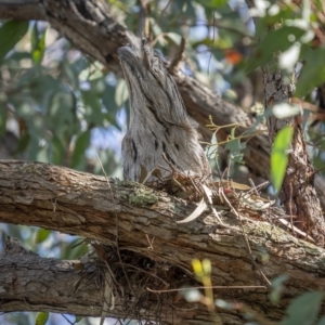 Podargus strigoides at Watson, ACT - 4 Oct 2021