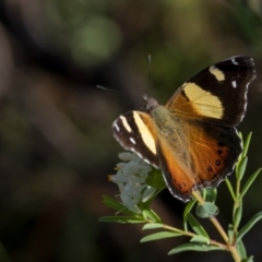 Vanessa itea (Yellow Admiral) at Black Mountain - 3 Oct 2021 by trevsci