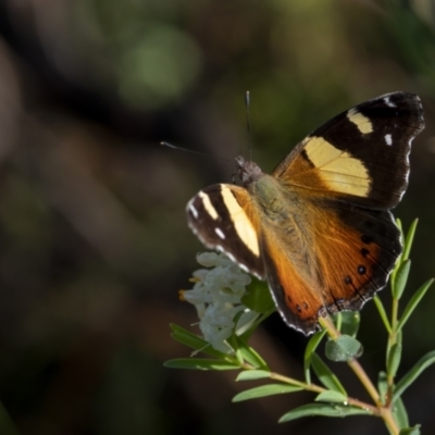 Vanessa itea (Yellow Admiral) at Molonglo Valley, ACT - 3 Oct 2021 by trevsci