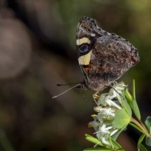 Vanessa itea at Molonglo Valley, ACT - 4 Oct 2021