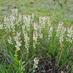 Stackhousia monogyna (Creamy Candles) at Jerrabomberra, ACT - 5 Oct 2021 by Mike