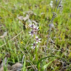 Wurmbea dioica subsp. dioica (Early Nancy) at Jerrabomberra, ACT - 5 Oct 2021 by Mike