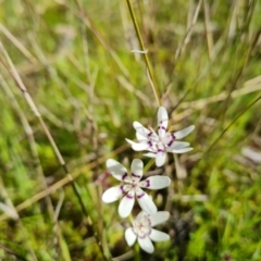 Wurmbea dioica subsp. dioica at Jerrabomberra, ACT - 5 Oct 2021