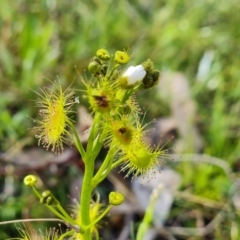 Drosera gunniana (Pale Sundew) at Jerrabomberra, ACT - 5 Oct 2021 by Mike