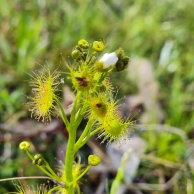 Drosera gunniana (Pale Sundew) at Jerrabomberra, ACT - 5 Oct 2021 by Mike