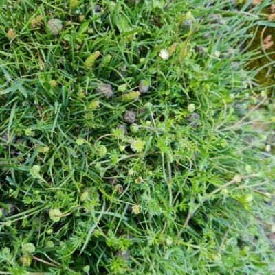 Cotula australis (Common Cotula, Carrot Weed) at Symonston, ACT - 5 Oct 2021 by Mike