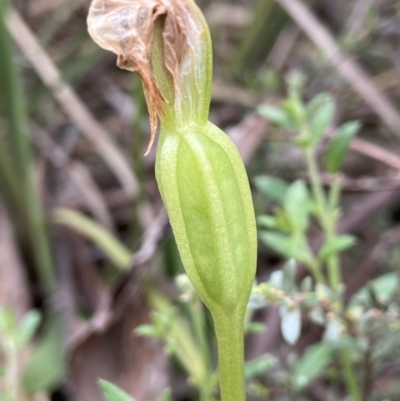 Pterostylis nutans (Nodding Greenhood) at Black Mountain - 5 Oct 2021 by AJB