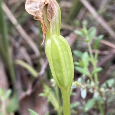 Pterostylis nutans (Nodding Greenhood) at Molonglo Valley, ACT - 5 Oct 2021 by AJB