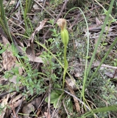 Pterostylis nutans at Point 5204 - suppressed