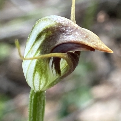 Pterostylis pedunculata (Maroonhood) at Molonglo Valley, ACT - 5 Oct 2021 by AJB