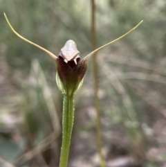 Pterostylis pedunculata at Undefined Area - suppressed