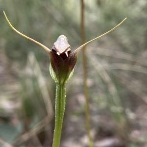 Pterostylis pedunculata at Point 5204 - 5 Oct 2021