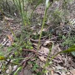 Pterostylis pedunculata at Point 5204 - 5 Oct 2021