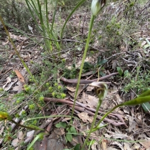 Pterostylis pedunculata at Point 5204 - 5 Oct 2021