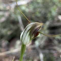 Pterostylis pedunculata at Undefined Area - suppressed