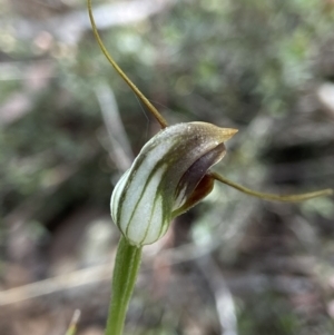 Pterostylis pedunculata at Point 5204 - 5 Oct 2021