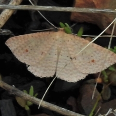 Epicyme rubropunctaria (Red-spotted Delicate) at Namadgi National Park - 3 Oct 2021 by JohnBundock