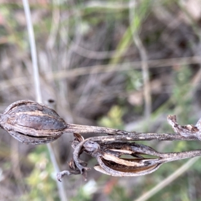 Unverified Orchid at Molonglo Valley, ACT - 5 Oct 2021 by AJB