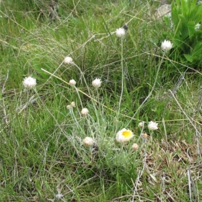 Leucochrysum albicans subsp. tricolor (Hoary Sunray) at Holt, ACT - 5 Oct 2021 by sangio7