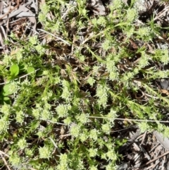 Scleranthus diander (Many-flowered Knawel) at Mount Majura - 4 Oct 2021 by Sarah2019