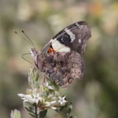 Vanessa itea (Yellow Admiral) at Bruce Ridge to Gossan Hill - 5 Oct 2021 by AlisonMilton