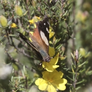 Vanessa itea at Bruce, ACT - 5 Oct 2021 01:51 PM