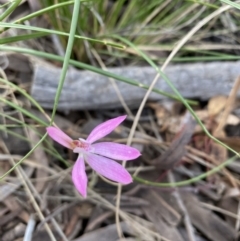 Caladenia carnea (Pink Fingers) at Watson, ACT - 5 Oct 2021 by rosiecooney