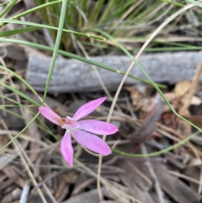Caladenia carnea (Pink Fingers) at Watson, ACT - 5 Oct 2021 by rosiecooney