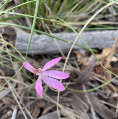 Caladenia carnea (Pink Fingers) at Mount Majura - 5 Oct 2021 by rosiecooney