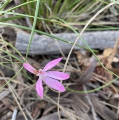 Caladenia carnea (Pink fingers) at Watson, ACT - 5 Oct 2021 by rosiecooney