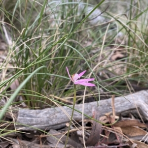 Caladenia carnea at Watson, ACT - suppressed