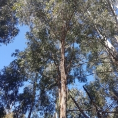 Eucalyptus viminalis (Ribbon Gum) at Lower Cotter Catchment - 4 Oct 2021 by danswell