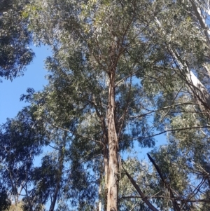 Eucalyptus viminalis at Cotter River, ACT - 4 Oct 2021