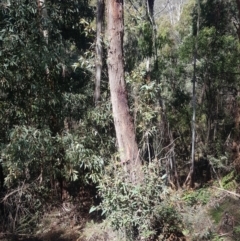 Eucalyptus viminalis at Lower Cotter Catchment - 4 Oct 2021 02:17 PM