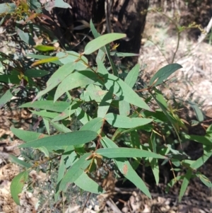 Eucalyptus viminalis at Cotter River, ACT - 4 Oct 2021