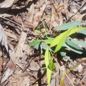 Eucalyptus radiata subsp. robertsonii at Cotter River, ACT - 4 Oct 2021 02:02 PM